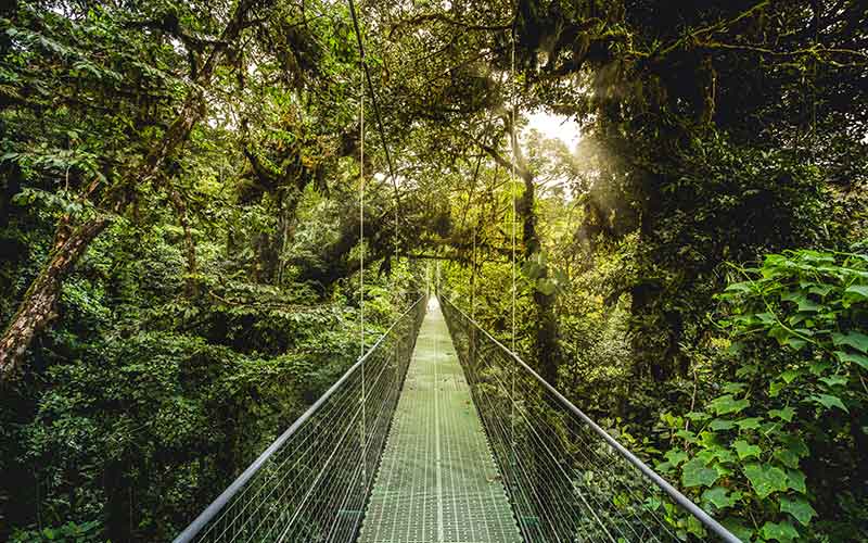 Top 5 National Parks in Uganda: A Complete Guide