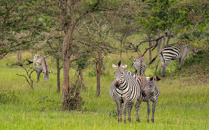 Zebras