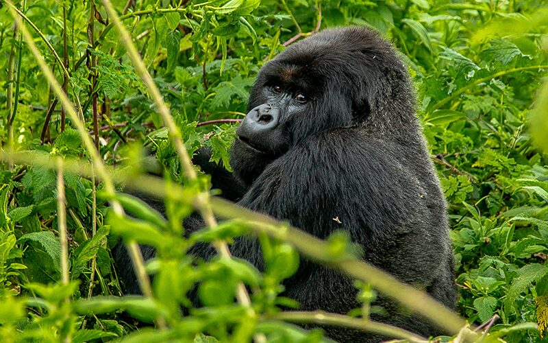 11-Day-Rwandan-&-Burundian-Rendezvous-Gorillas,-History-&-Serenity-gorilla