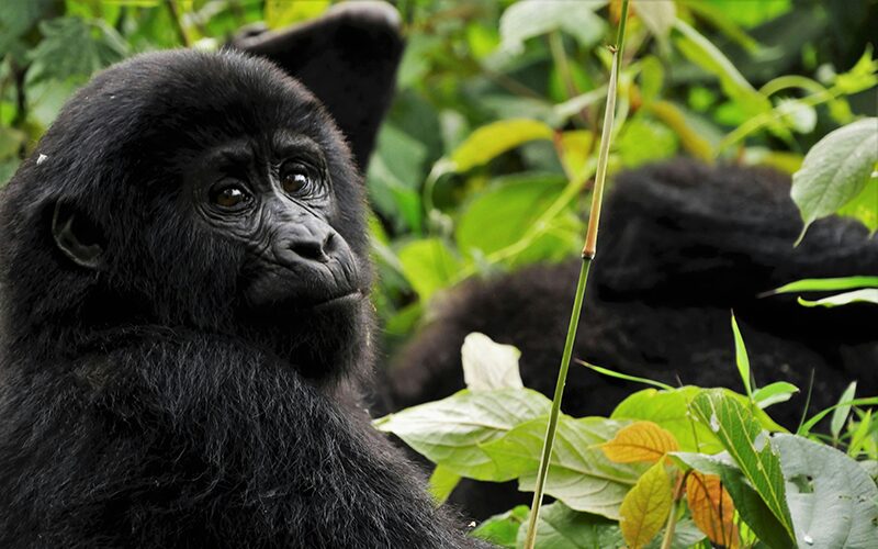 11-Day-Rwandan-&-Burundian-Rendezvous-Gorillas,-History-&-Serenity