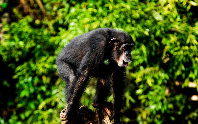 Unveiling-Rwanda-&-Burundi-11-Days-of-Gorillas,-Forests-&-Culture-monkey