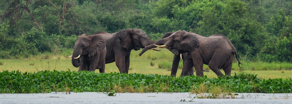 3-Day Murchison Falls Safari – Wildlife, Nile Boat Cruise & Waterfalls