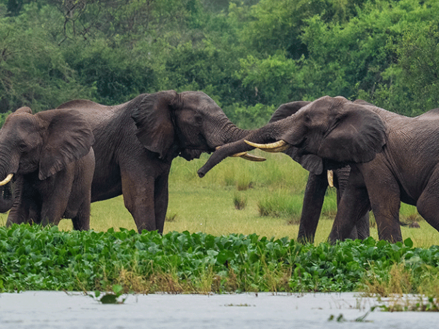 3-Day-Classic-Murchison-Falls-Adventure-Wildlife-&-River-Views