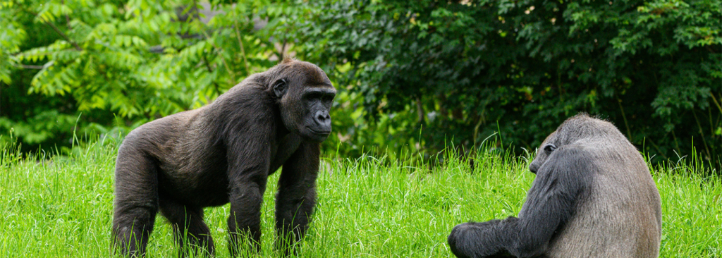 7 Days in the Forest: Uganda’s Premier Gorilla & Chimpanzee Expedition