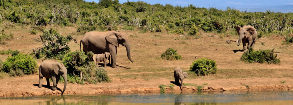 11-Day Grand East African Escape: Primates, The Nile & Cultural Frontiers