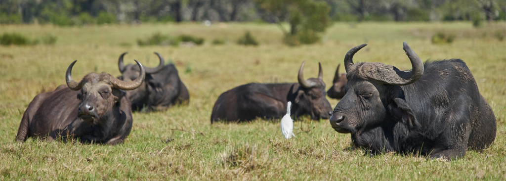 11-Day Uganda & Rwanda Odyssey: Falls, Primates & Alpine Lakes