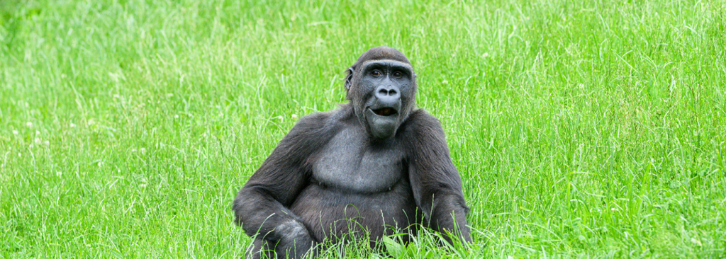 11-Day Rwanda & Burundi Expedition: Gorillas, Heritage & Lake Shorelines