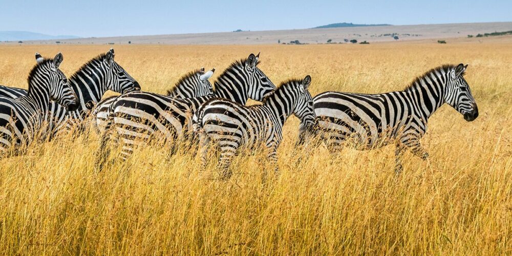 11-Day Grand Rwanda Tour: Gorilla Trekking & Wildlife Odyssey