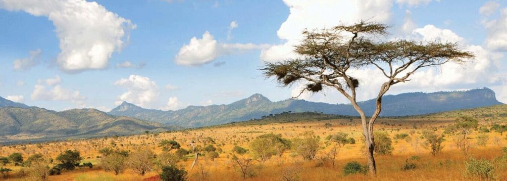 14-Day East Africa Safari: Gorilla Trekking & Wildlife Tour
