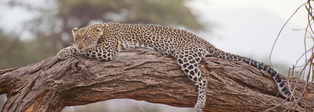 20-Day Uganda Safari – Nile, Wildlife, Chimps & Gorillas