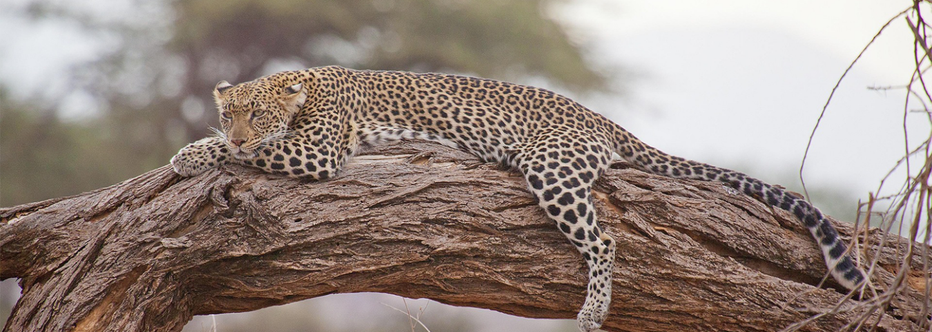 20-Day Uganda Safari – Nile, Wildlife, Chimps & Gorillas