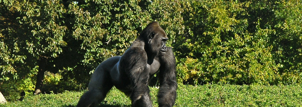 21-Day Uganda Safari – Gorillas, Wildlife & Cultural Experiences