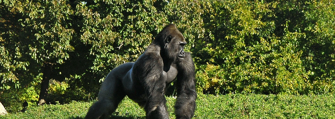 21-Day Uganda Safari – Gorillas, Wildlife & Cultural Experiences