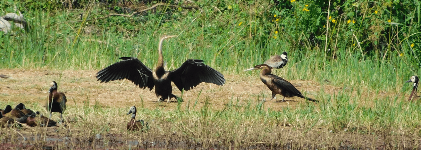 3-Day Rwanda Birdwatching Safari – Akagera Wildlife & Birdlife