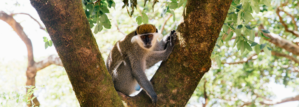 4-Day Uganda Chimpanzee Safari – Kibale Forest Trekking
