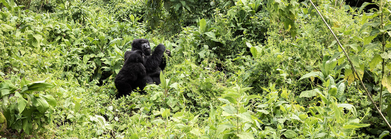 4-Day Rwanda Gorilla Trekking & Volcano Hiking