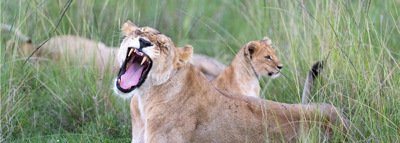 7-Day Akagera National Park Safari: Big Five Wildlife & Boat Tours
