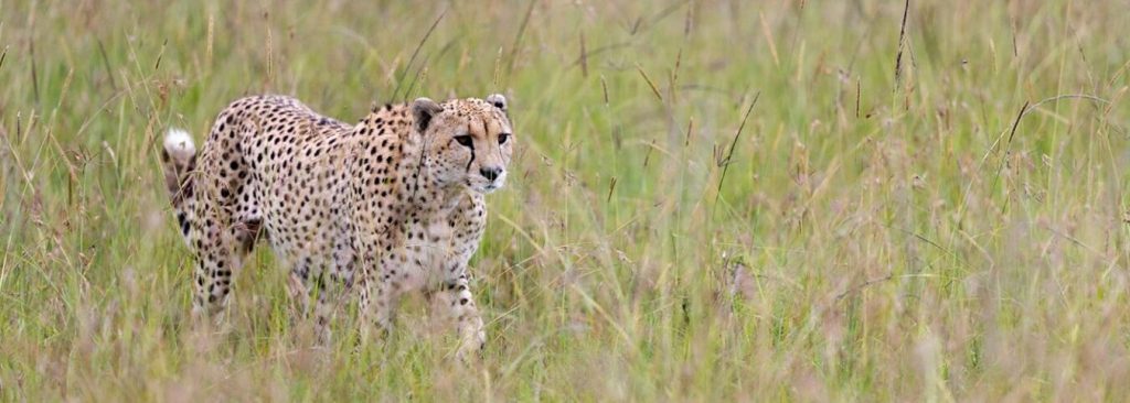 7-Day Magic of Queen Elizabeth: Tree-Climbing Lions & Crater Safaris
