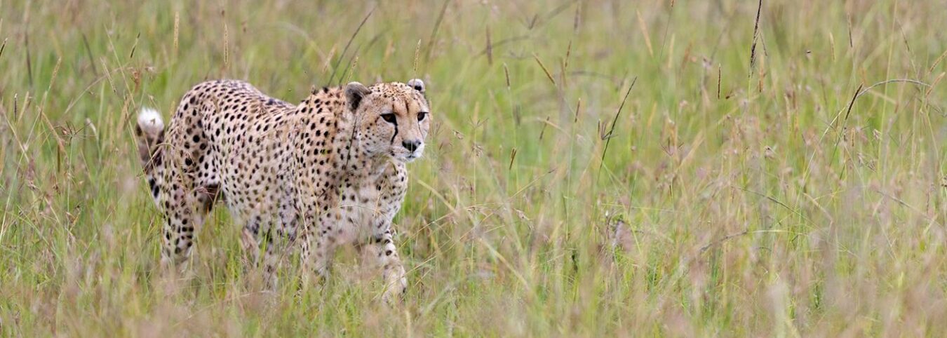 7-Day Magic of Queen Elizabeth: Tree-Climbing Lions & Crater Safaris