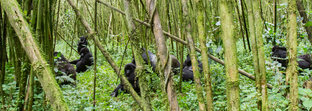 9-Day Uganda Safari – Chimpanzee Trekking, Wildlife & Gorilla Trekking