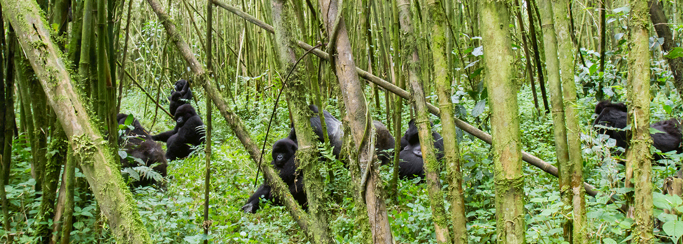 9-Day Uganda Safari – Chimpanzee Trekking, Wildlife & Gorilla Trekking