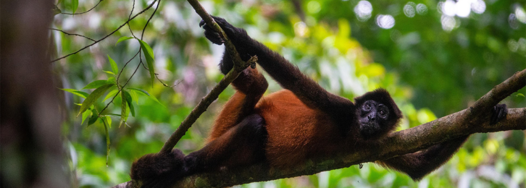 4-Day Uganda Chimpanzee Safari – Kibale Forest & Primate Encounters