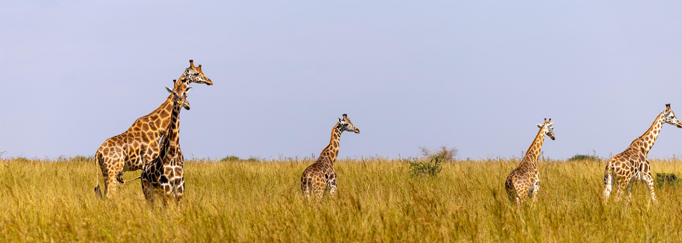 Rwanda Wildlife Expedition: A 6-Day Three-Park Circuit