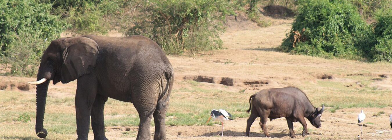 6-Day Uganda Wildlife Safari: Game Drives & Primate Treks