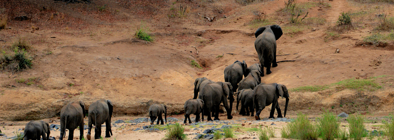 11-Day Uganda Jungle Safari: Nile Rafting, Chimps & Gorilla Trekking