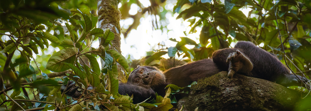 10-Day Uganda Gorilla Safari: Mountain Gorillas & Wild Chimpanzees
