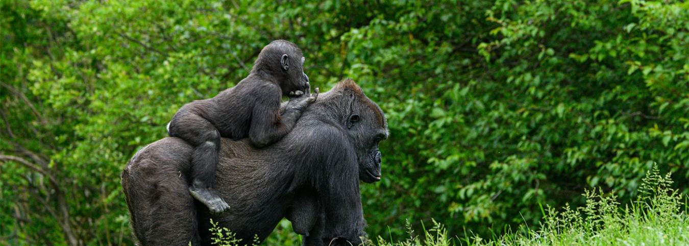 11-Day Uganda Unveiled Tour: Gorilla Trekking & Big Game Safari