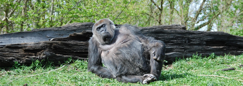 11-Day Pearl of Africa Circuit: Gorilla Trekking & Wildlife Tour