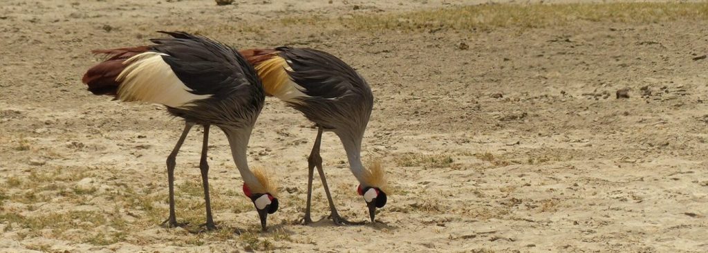 5-Day Uganda Birdwatching Safari – Lake Mburo & Bwindi