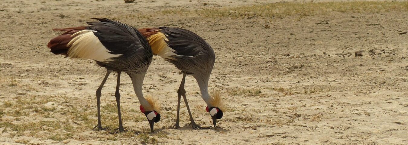 5-Day Uganda Birdwatching Safari – Lake Mburo & Bwindi