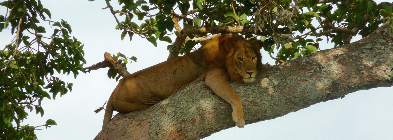10-Day Secret Uganda: Off-the-Beaten-Path Wilderness & Primate Treks
