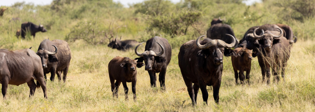 Uganda 7-Day Wildlife Expedition: Big Five & Primate Tracking