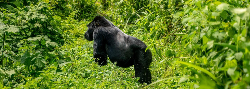 3-Day Express Rwanda Gorilla Trek: A Bucket-List Encounter
