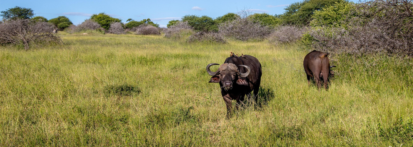 11-Day Primates & Heritage Tour: Gorilla Trekking & Burundi Expedition