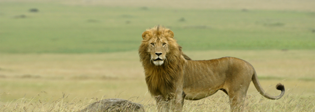 10-Day Rwanda & Uganda Safari: Gorillas, Wildlife & Scenic Landscapes