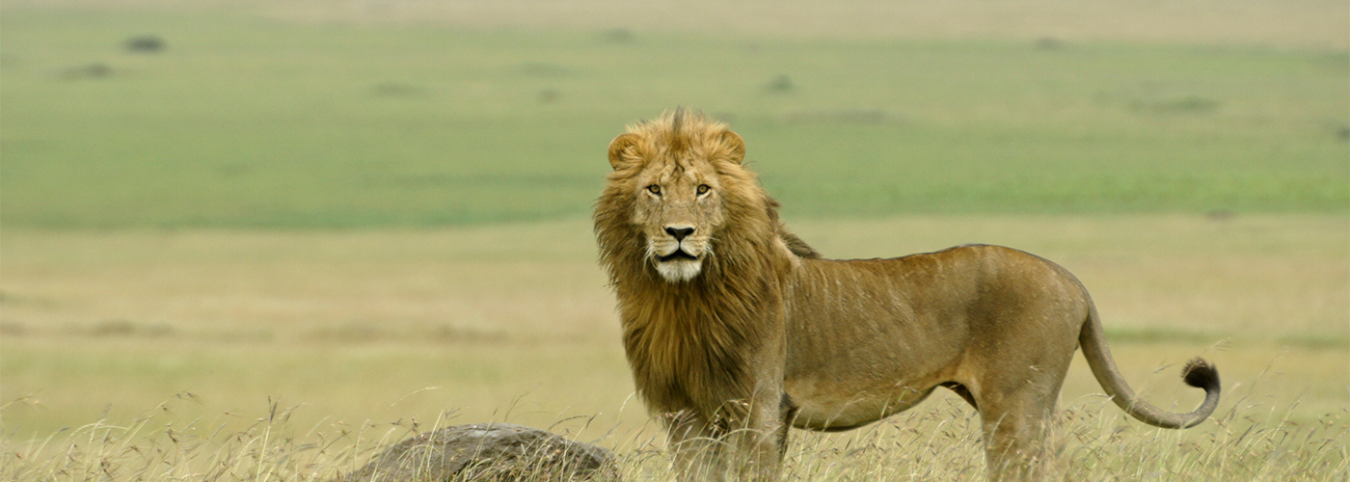 10-Day Rwanda & Uganda Safari: Gorillas, Wildlife & Scenic Landscapes