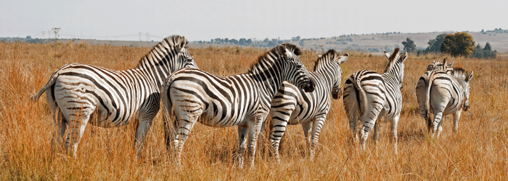 10-Day Uganda Volunteer & Wildlife Tour – Community Work & Murchison Falls