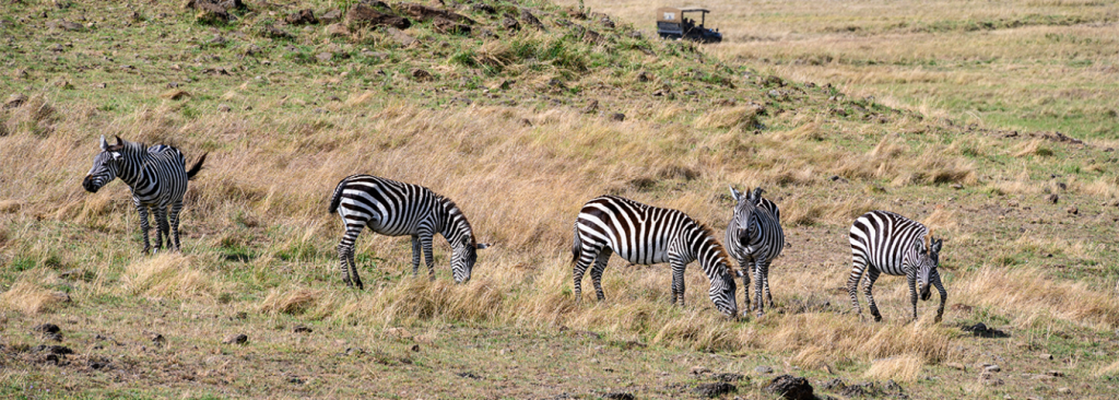 14-Day East Africa Safari – Uganda, Kenya & Tanzania Wildlife