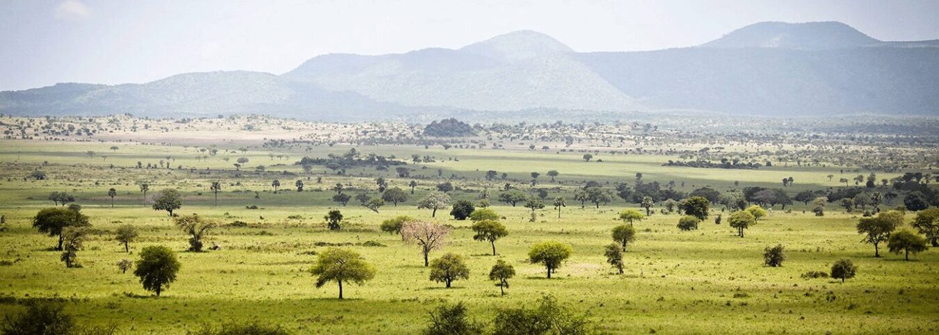 14-Day East Africa Safari – Gorillas, Big Five & Serengeti
