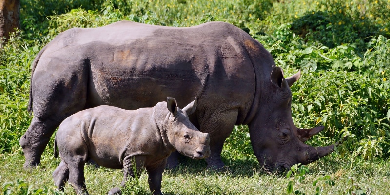 Ziwa Rhino Sanctuary gallery image