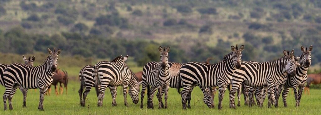 Akagera National Park gallery image