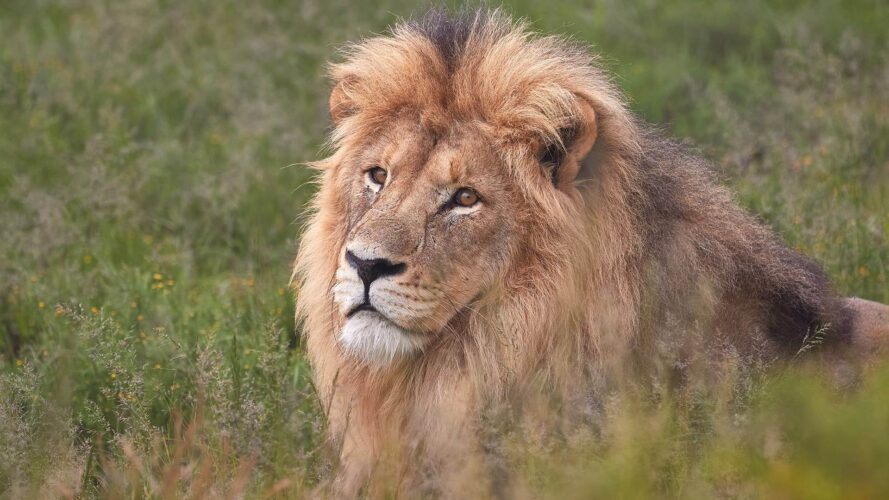 Lion resting